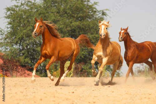 Fototapeta Naklejka Na Ścianę i Meble -  hafling and purebred arabian horses gallop and play together
