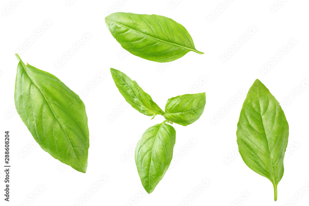 Basil leaves isolated on white background. Top view. Flat lay Basil leaves isolated on white background. Top view. Flat lay