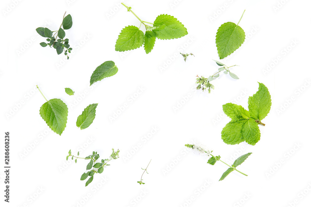 fresh herbs on a white background, ingredients for a herbal tea. oregano, mint, lemon balm - obrazy, fototapety, plakaty 