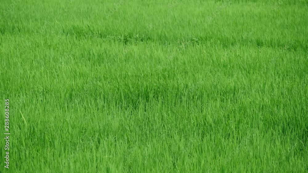Aerial Shot rice field, rice Terrace and mountain tilt up Aerial Shot rice field, rice Terrace and mountain tilt up