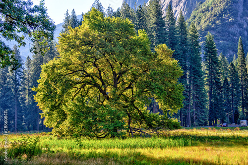 Fototapeta Naklejka Na Ścianę i Meble -  Oak Tree in Yosemite Valley
