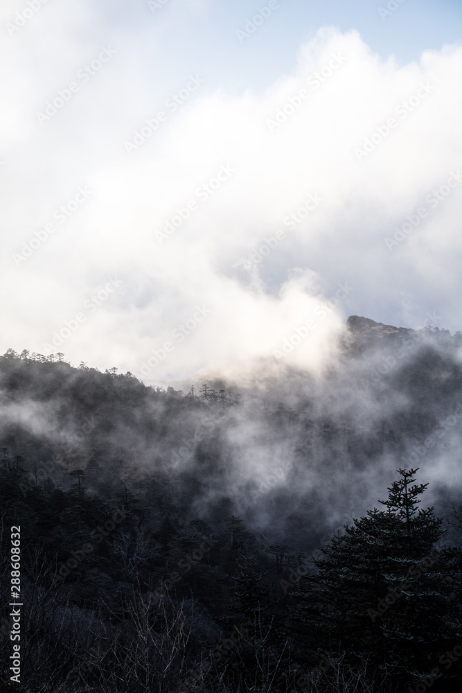 Forest in mist on mountain, Singalila National Park, India 