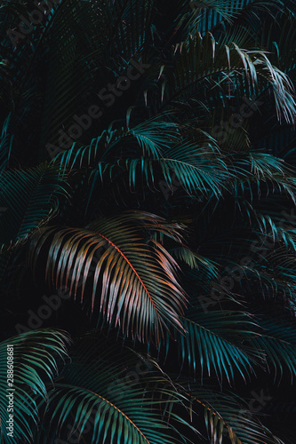 Dark and moody image of palm leaves, dark tone photo © pomiti