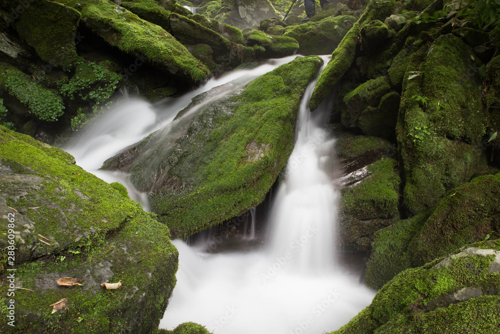 Fototapeta premium 이끼계곡