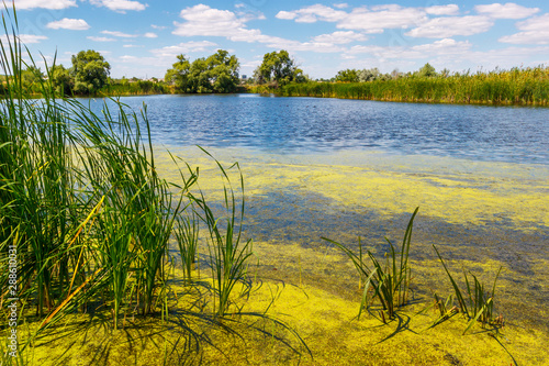 The edge of the lake with green water by reason of alga bloom
