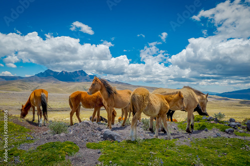 Wild Horses in the Cotopaxi National Park  in Ecuador