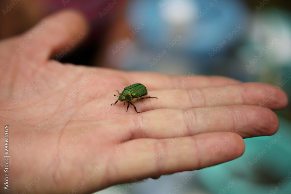 Green beetle Popillia japonica on the palm close up Green beetle Popillia japonica on the palm close up