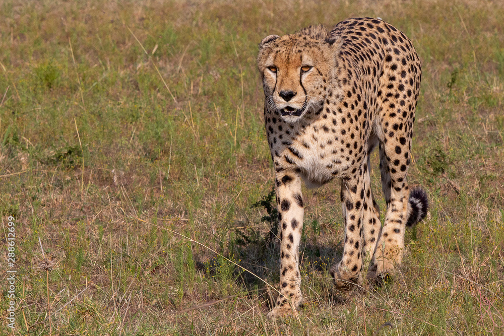 Cheetahs On the Prown Cheetahs On the Prown