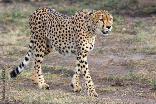 Cheetahs On the Prowl