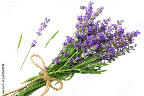 lavender flowers isolated on white background. bunch of lavender flowers.