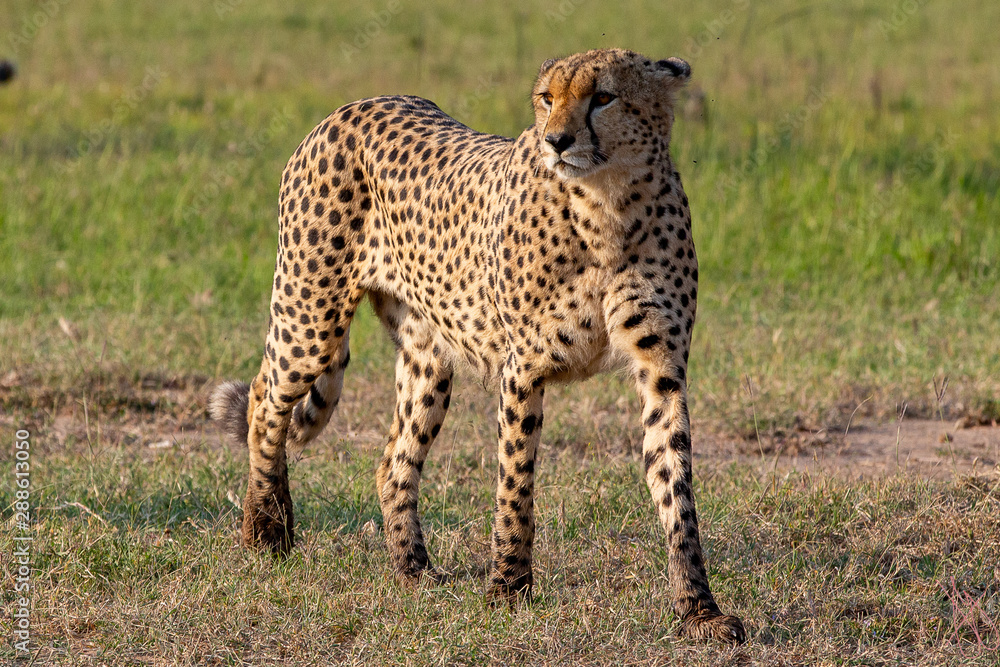 Cheetahs On the Prown Cheetahs On the Prown