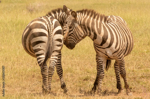 the Two Zebra together