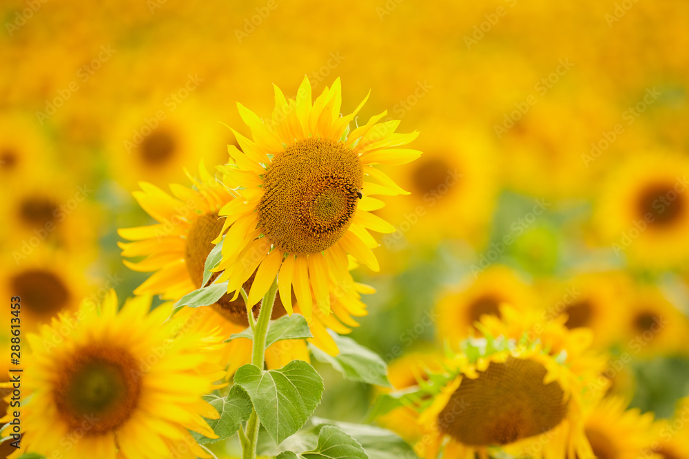 Field of sunflowers. Close up of bright sunflower against a blurred field. Field of sunflowers. Close up of bright sunflower against a blurred field.