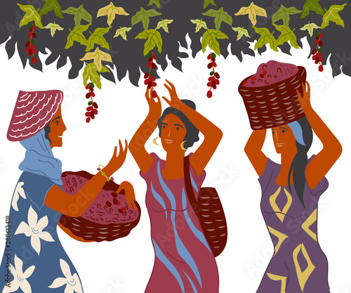 Women with basket pick coffee beans from the bush on plantation, image for cafe and packaging. Coffee harvest gatherers in work flat cartoon vector illustration isolated on white background.