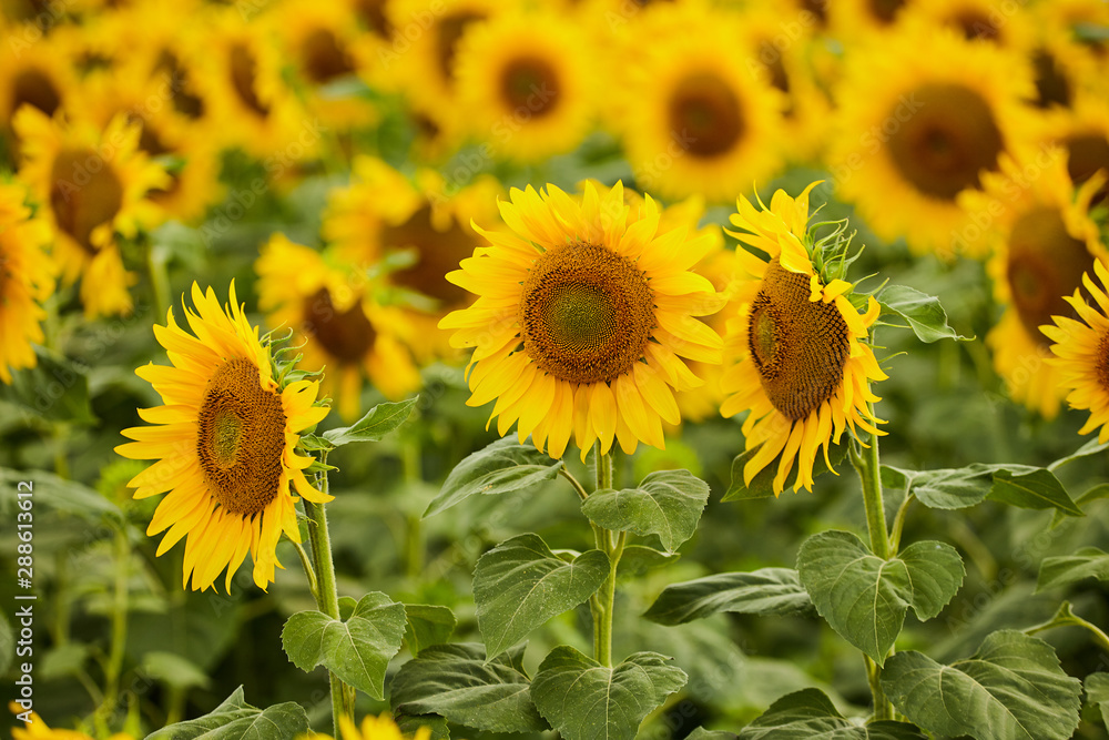 Beautiful sunflowers in the field. Natural background of sunflower blooming. Beautiful sunflowers in the field. Natural background of sunflower blooming.