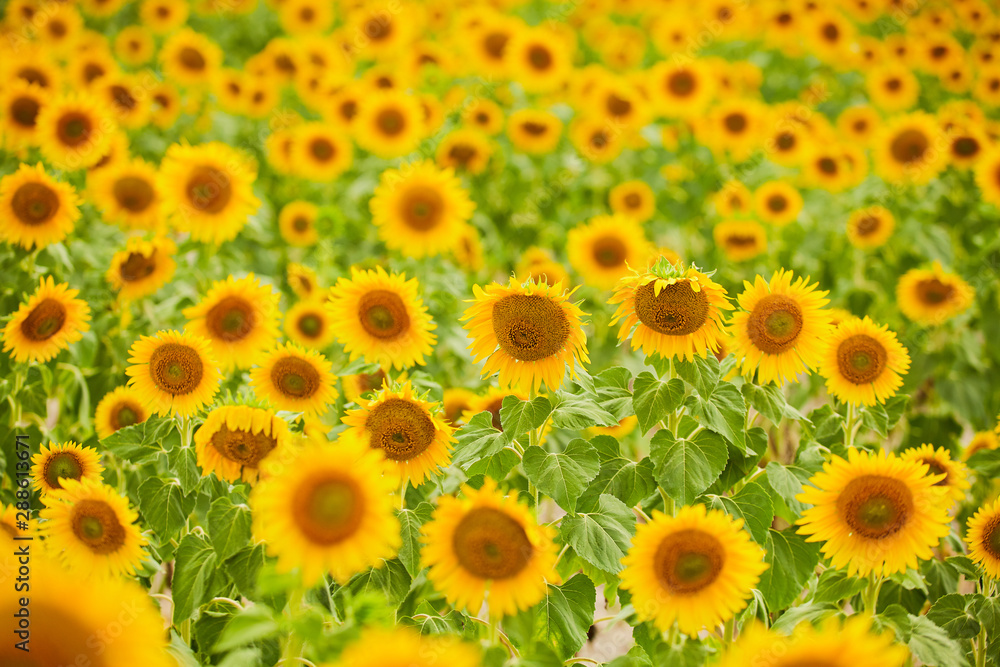 Obraz premium Beautiful sunflowers in the field. Natural background of sunflower blooming.