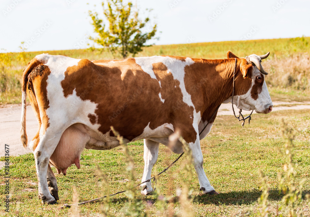 a herd of cows and gobies for a walk a herd of cows and gobies for a walk