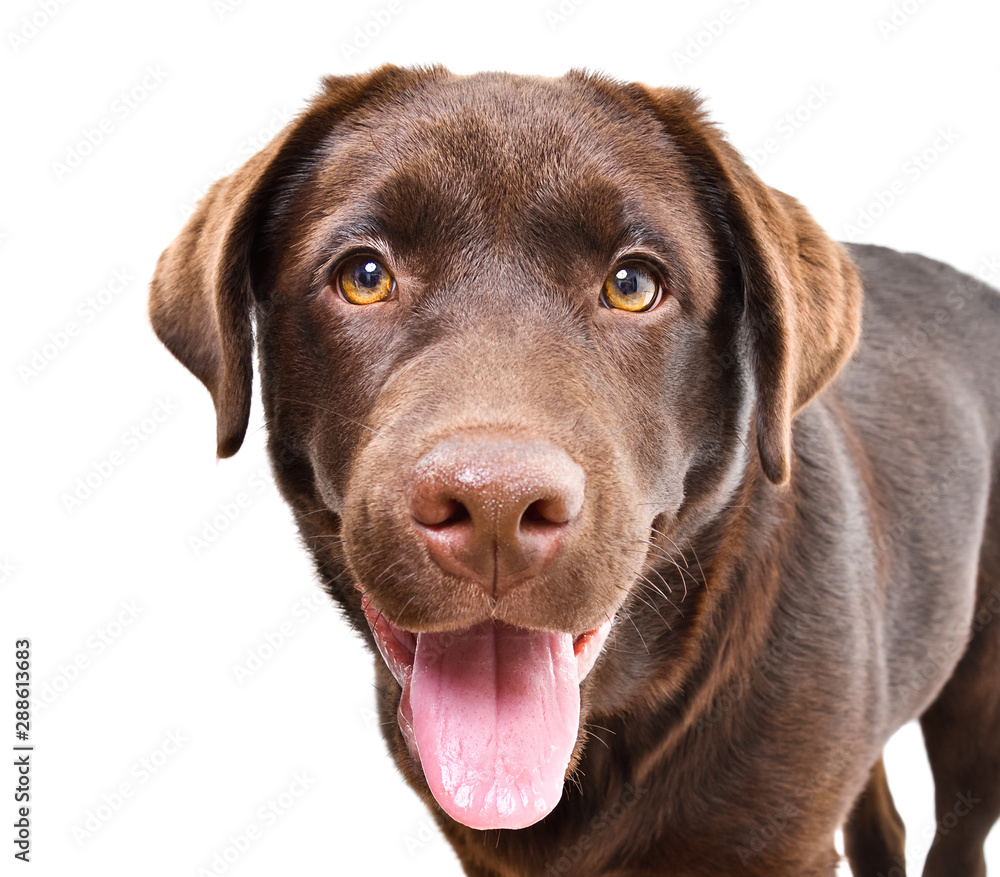 Portrait of abeautiful curious Labrador puppy isolated on a white background