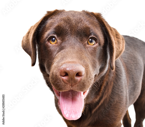 Portrait of abeautiful curious Labrador puppy isolated on a white background photo
