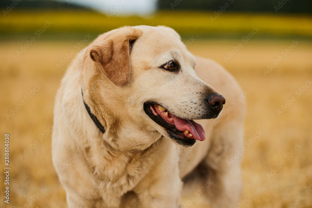 Dog in heat summer day. Portrait of labrador retriever in wheat field at sunset... Dog in heat summer day. Portrait of labrador retriever in wheat field at sunset...