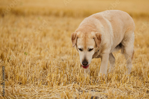 Happy retriever in the straw in rural areas in summer