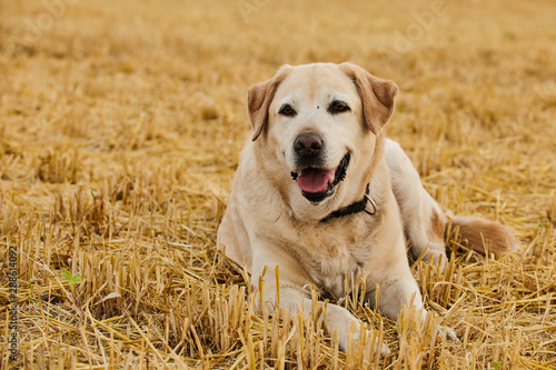 Portrait of a happy retriever smiling at camera while lying on the cutted wheat field.