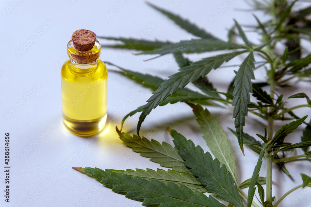 Hemp oil. Bottle with yellow liquid and cannabis leaves. The concept of legalization or medical use of marijuana. Useful properties of the plant. Hemp oil. Bottle with yellow liquid and cannabis leaves. The concept of legalization or medical use of marijuana. Useful properties of the plant.