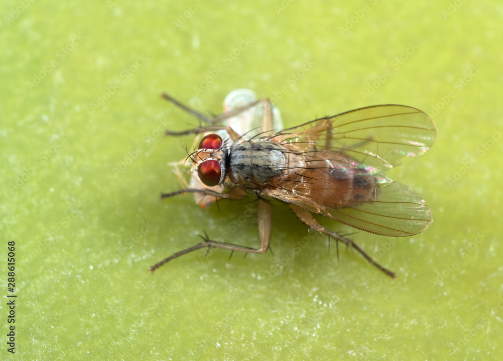 Macro Photo of Housefly with Prey on Green Leaf Macro Photo of Housefly with Prey on Green Leaf