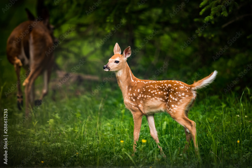 White-Tailed Fawn White-Tailed Fawn