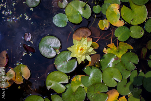 Yellow water lily in a pond. photo