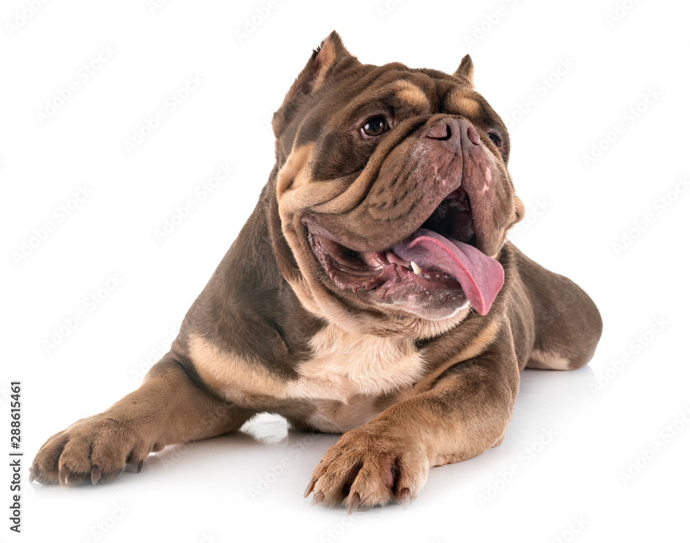 Obraz premium american bully in studio
