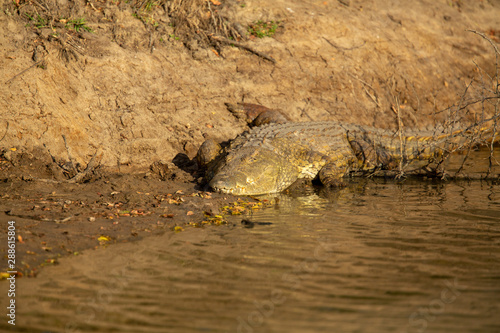 Nile Crocodile basking in the late afternoon sun of spring