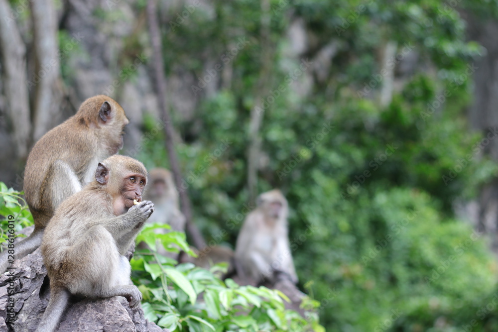 Monkey sitting on a stone in the forest. Monkey sitting on a stone in the forest.