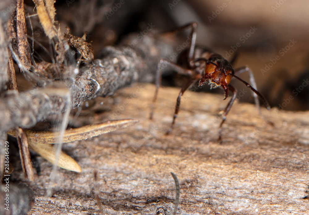 big red forest ant in natural habitat big red forest ant in natural habitat