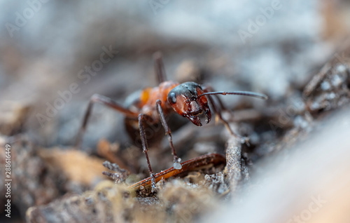 big red forest ant in natural habitat