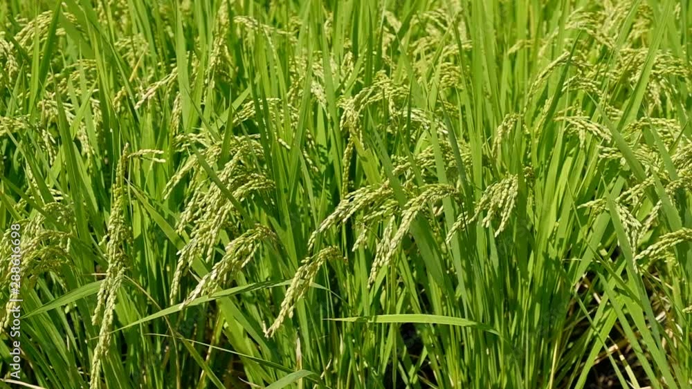 【動画素材】 風に揺れる稲穂 米 田んぼ 農業 【動画素材】 風に揺れる稲穂 米 田んぼ 農業