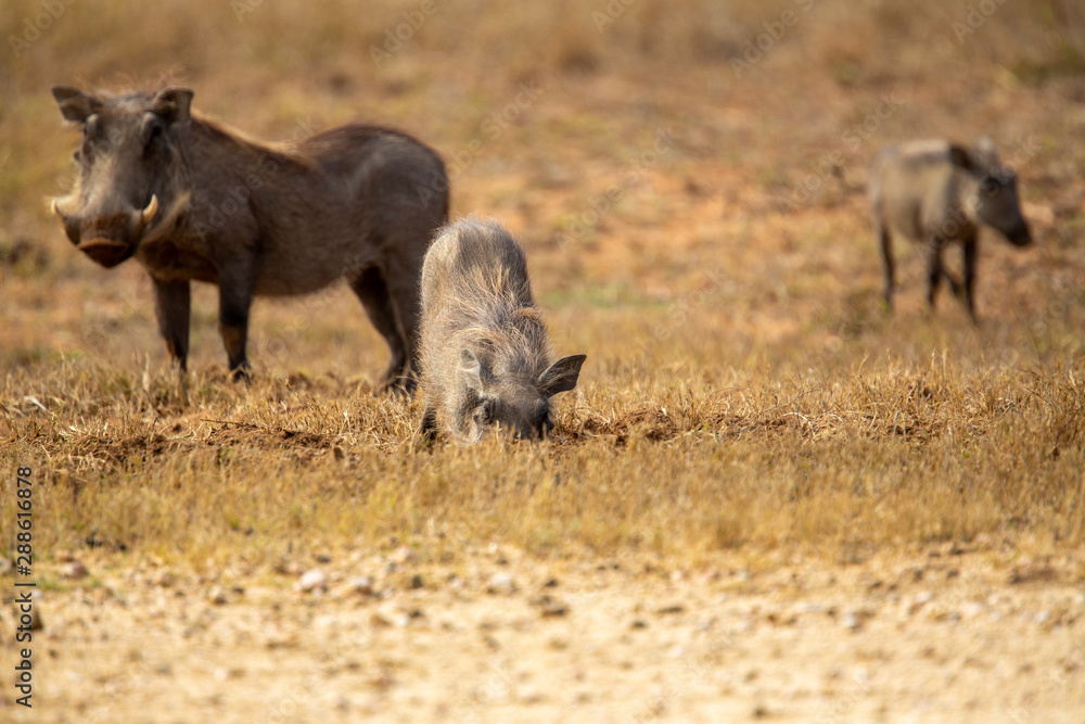 Warthog digging up the grass roots to try and get the last of the nutrition Warthog digging up the grass roots to try and get the last of the nutrition
