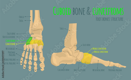 Foot bones anatomy