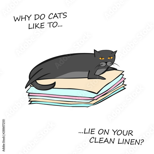 Cat Behavior Image