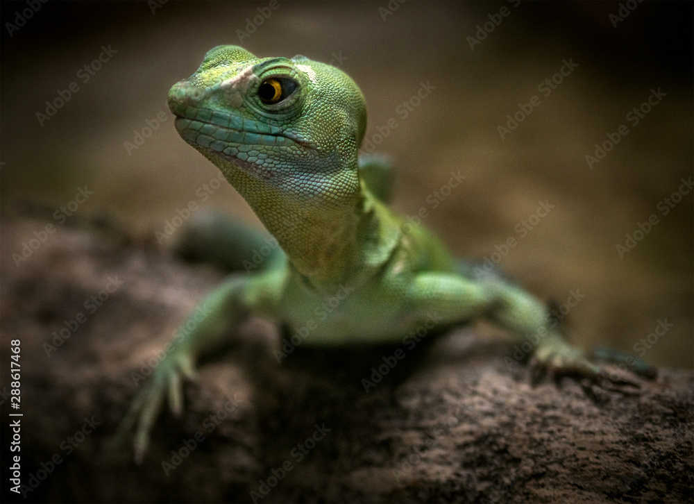Fototapeta premium Green Lizard Reptile in Nature