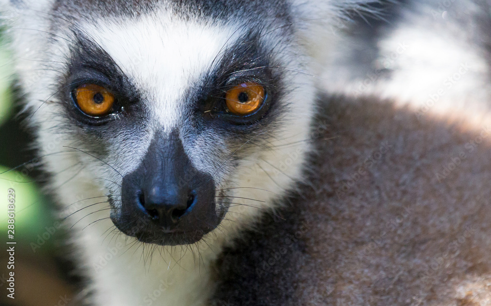 Obraz premium Ring-tailed lemur, lemur catta