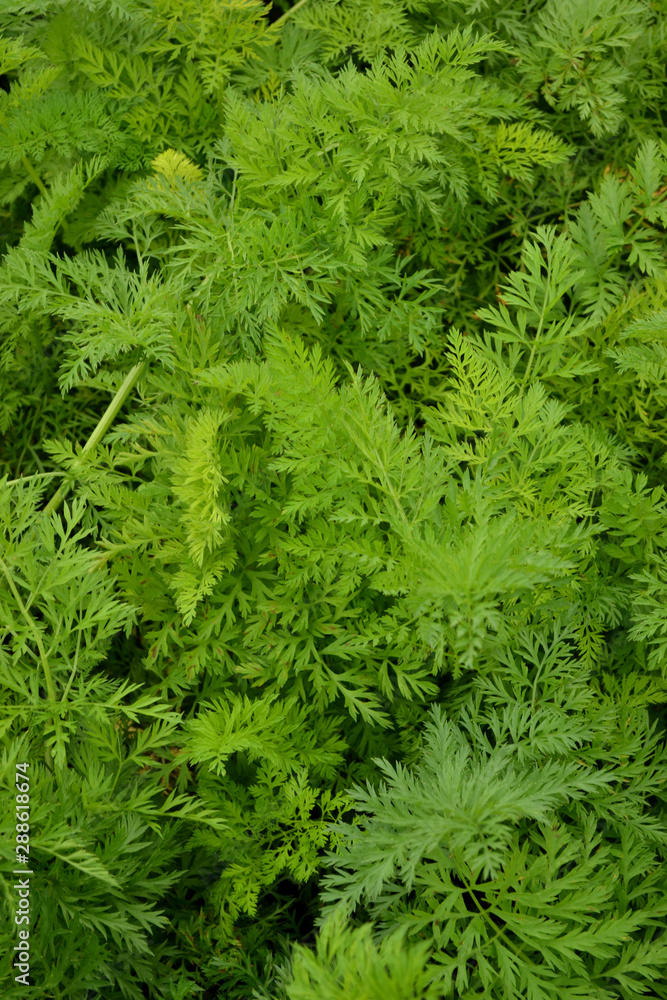 Carrot tops close-up. The green background of the garden with leaves. Carrot tops close-up. The green background of the garden with leaves.