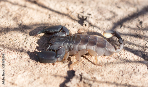 Madagascar scorpion  small but venomous