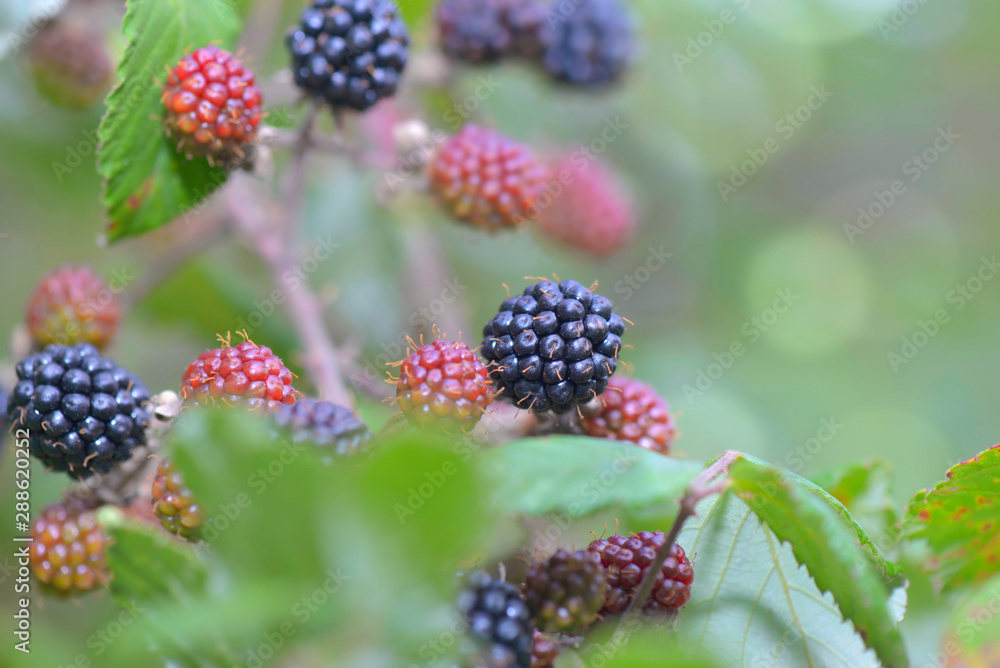 close on wild blackberry growing in the bush close on wild blackberry growing in the bush
