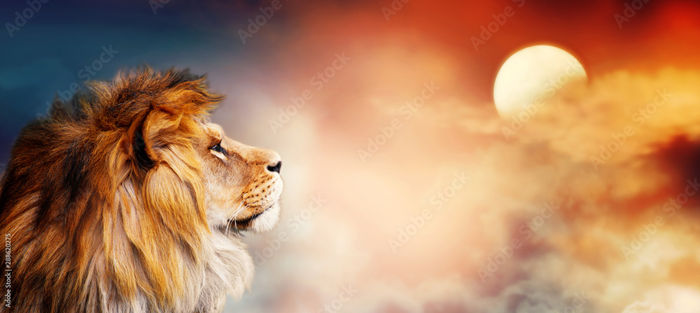 Fototapeta premium Lew afrykański i zachód słońca w Afryce. Motyw krajobrazu sawanny, król zwierząt. Spektakularne ciepłe światło słoneczne i dramatyczne czerwone zachmurzone niebo. Dumny, marzący lew fantasy na sawannie nie może się doczekać.