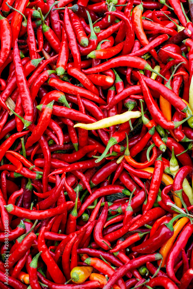 Small red chili peppers in big pile