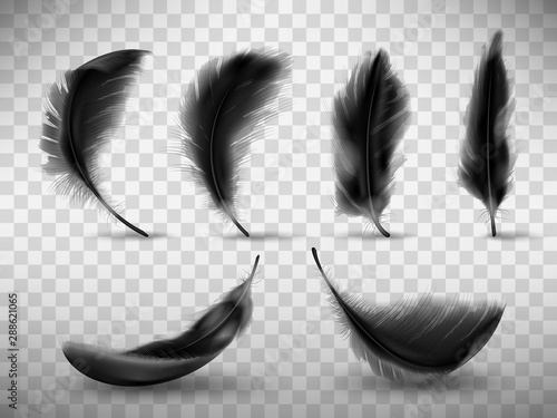 Black fluffy feather with shadow vector realistic set isolated on transparent background