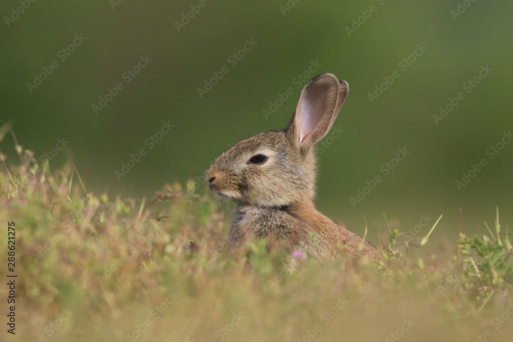 Young European rabbit in the nature habitat. Oryctolagus cuniculus. Wildlife scene from nature. Portrait of a European rabbit. Young European rabbit in the nature habitat. Oryctolagus cuniculus. Wildlife scene from nature. Portrait of a European rabbit.