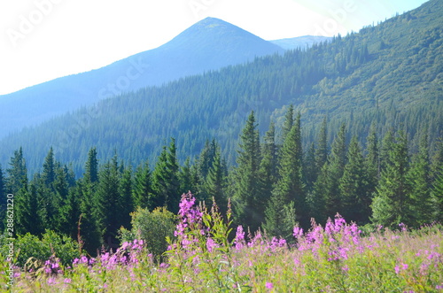 Medicinal herb fireweed a substitute for black tea growing in the Carpathians © maria