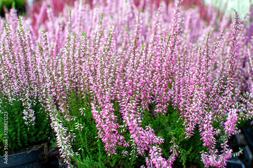 Pink and white heather flowers